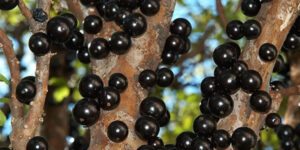 Sonhar com Jabuticaba