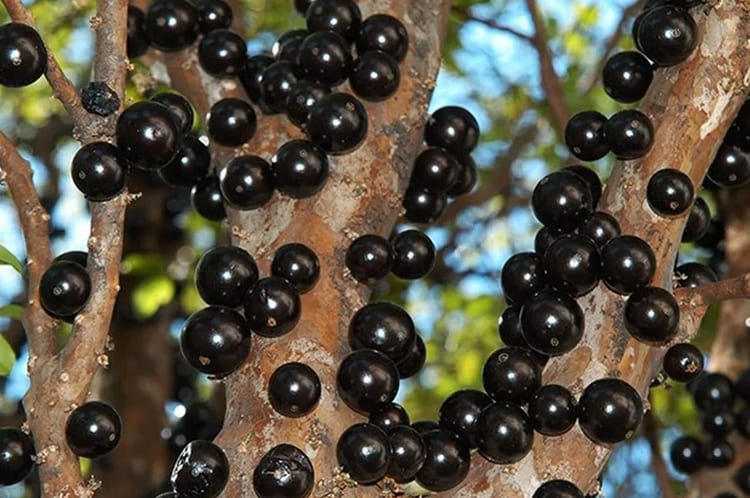 Sonhar com Jabuticaba