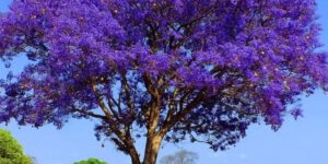 Sonhar com Jacaranda