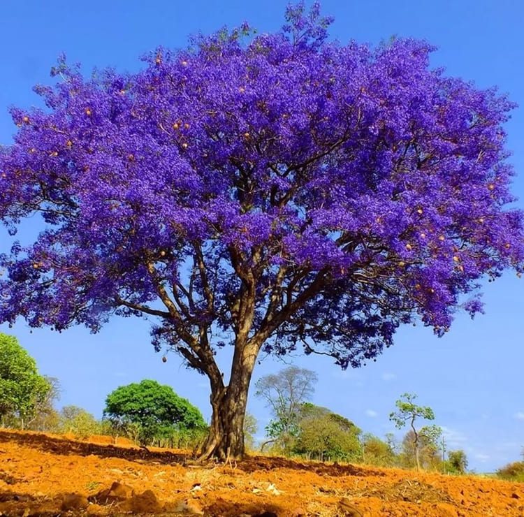 Sonhar com Jacaranda