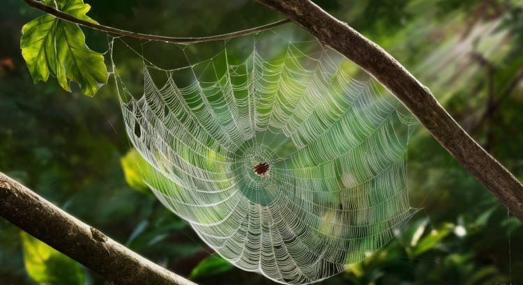 Sonhar com teia de aranha