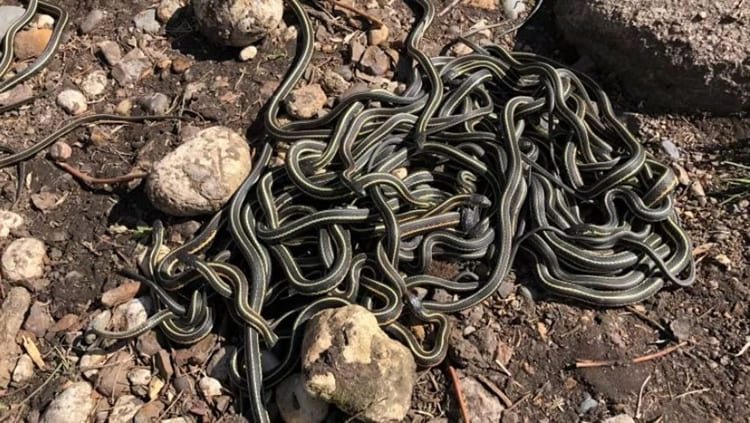 Sonhar com um monte de cobras