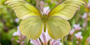 Sonhar com borboleta amarela