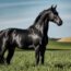 cavalo preto