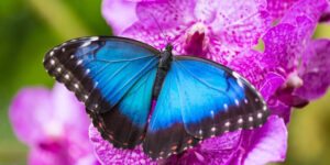 Sonhar com uma borboleta azul brilhante