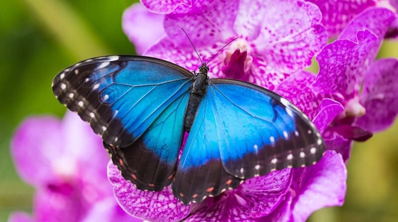 Sonhar com uma borboleta azul brilhante