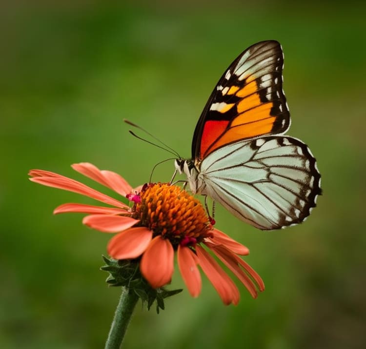 sonhar com borboleta grande