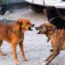 sonhar com briga de cachorro