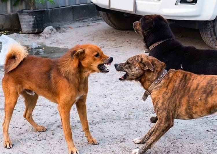 sonhar com briga de cachorro