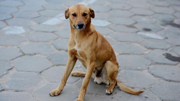 sonhar com cachorro caramelo