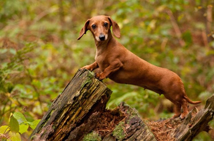 sonhar com cachorro marrom