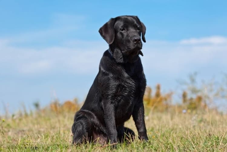 sonhar com cachorro preto grande