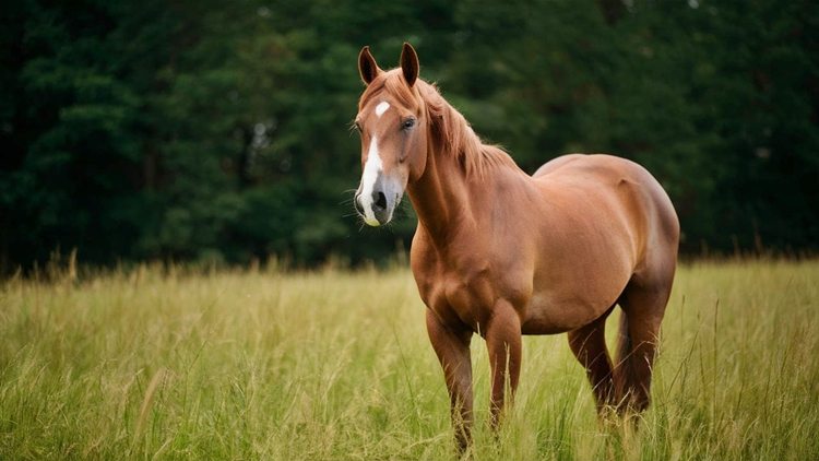 sonhar com cavalo