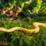 sonhar com cobra amarela