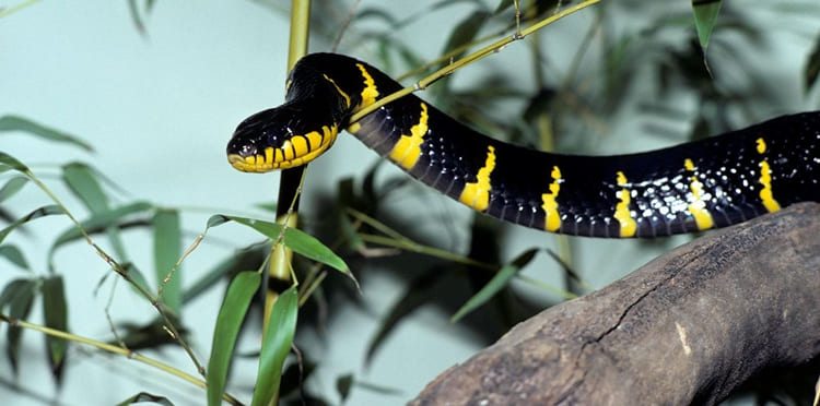 sonhar com cobra amarela e preta