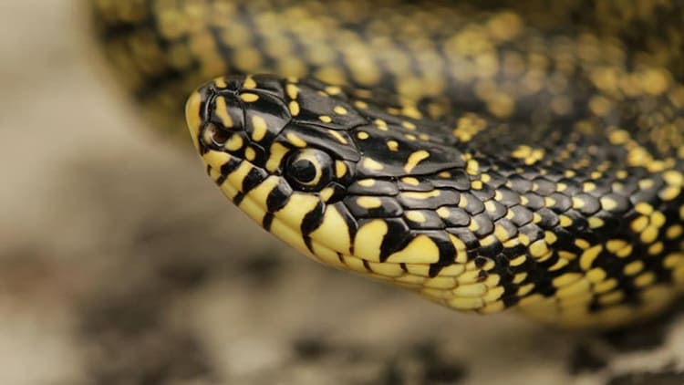 sonhar com cobra amarela pequena