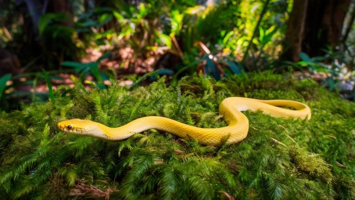 sonhar com cobra amarela