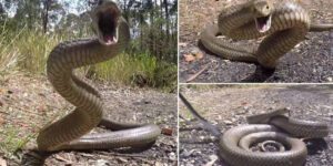 sonhar com cobra atacando