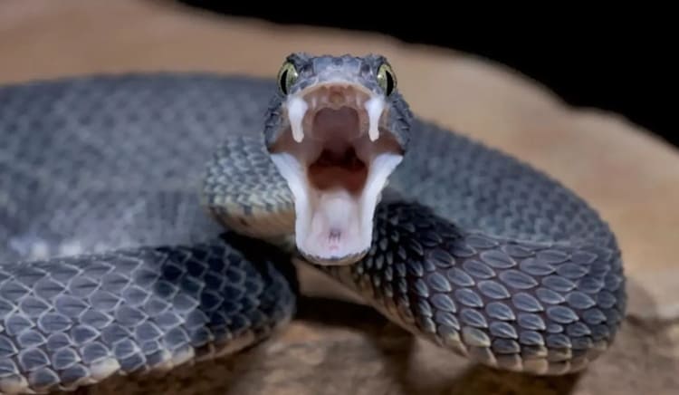 sonhar com cobra atacando outra pessoa