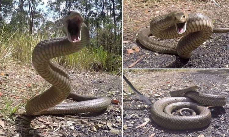 sonhar com cobra atacando