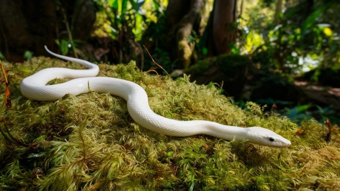 sonhar com cobra branca