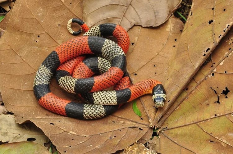 sonhar com cobra coral