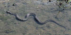 sonhar com cobra correndo atras de mim