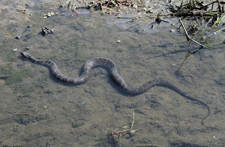 sonhar com cobra correndo atras de mim