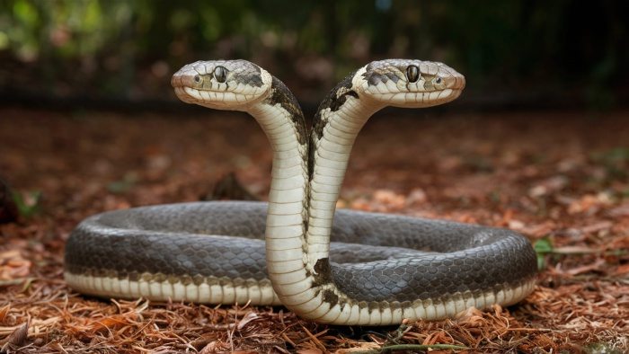 sonhar com cobra de duas cabecas