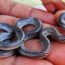 sonhar com cobra dormindo