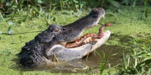 sonhar com cobra e jacare