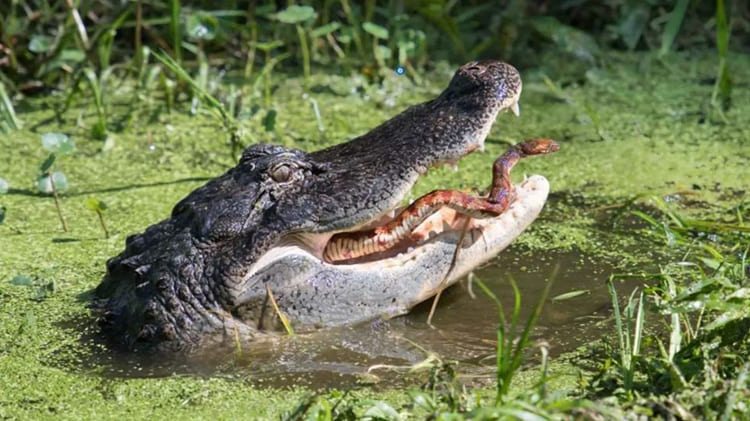 sonhar com cobra e jacare