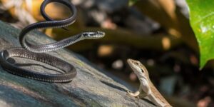 sonhar com cobra e lagarto