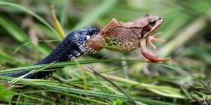 sonhar com cobra e sapo