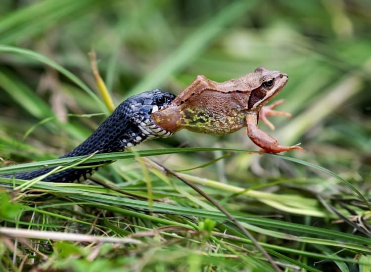 sonhar com cobra e sapo