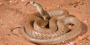 sonhar com cobra enrolada no chao