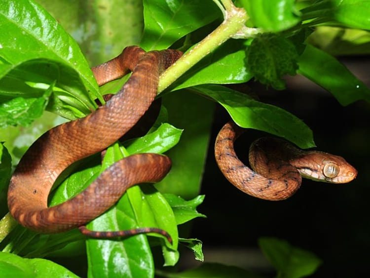 sonhar com cobra escondida