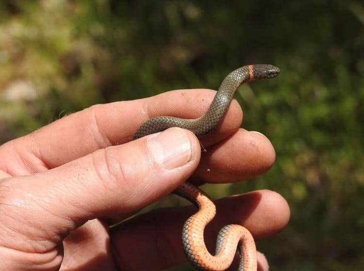 sonhar com cobra fina