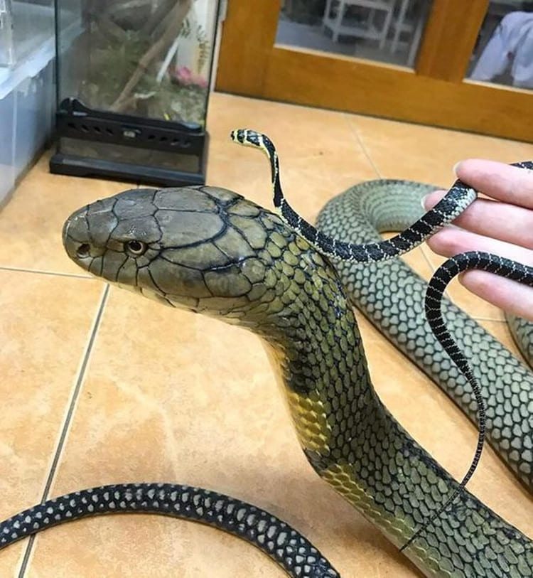 sonhar com cobra grande e pequena