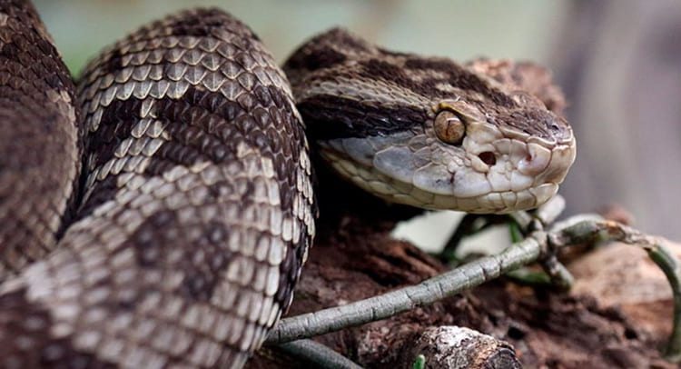 sonhar com cobra jararaca