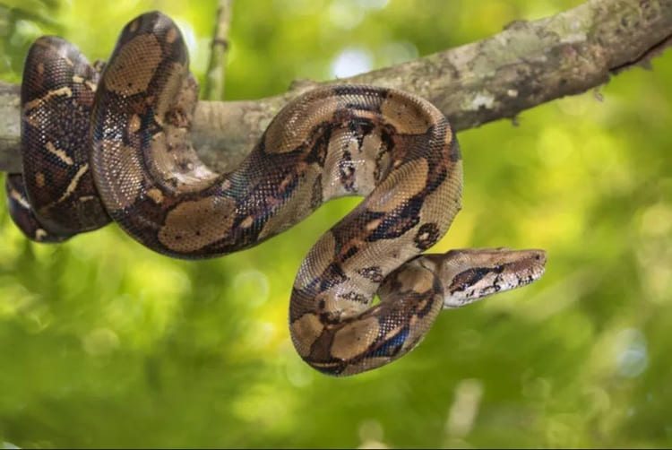 sonhar com cobra jiboia