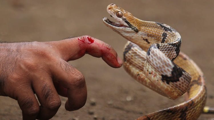 sonhar com cobra mordendo outra pessoa