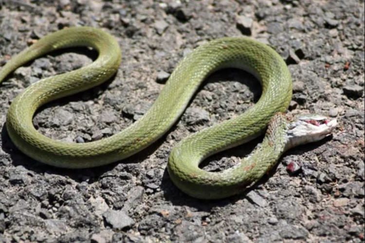 sonhar com cobra morta