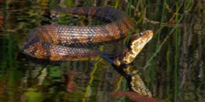 sonhar com cobra na agua