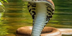 sonhar com cobra na agua limpa