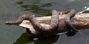 sonhar com cobra na agua querendo atacar