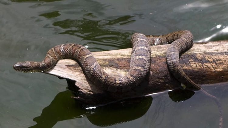 sonhar com cobra na agua querendo atacar