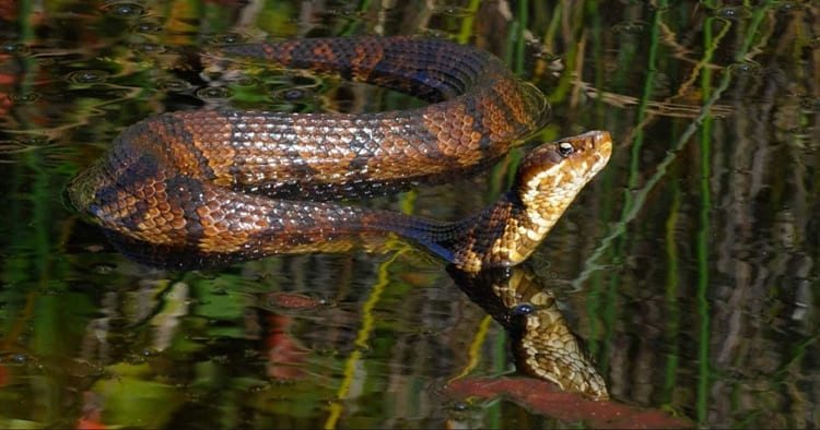 sonhar com cobra na agua