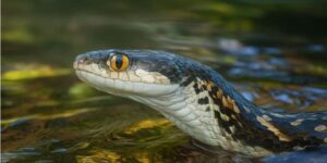 sonhar com cobra no rio