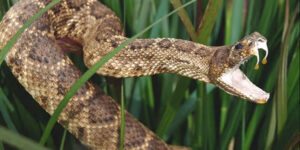 sonhar com cobra querendo atacar